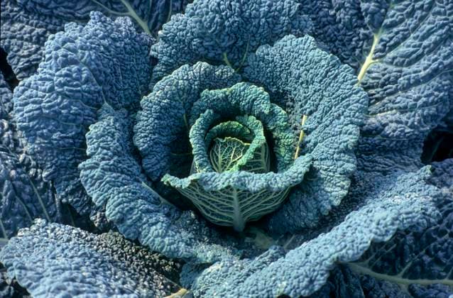 Wirsingkohlkopf, Wirsing, auch Wirsingkohl (Brassica oleracea) *** Savoy cabbage, Savoy cabbage, also Savoy cabbage Brassica oleracea Copyright: imageBROKER ErichxGeduldig ibxege06772240.jpg