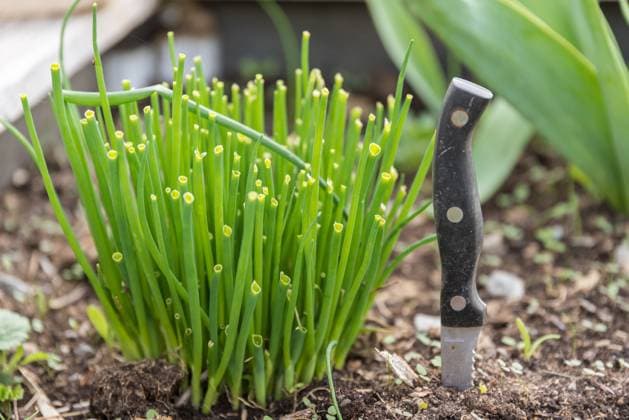 Frischer Schnittlauch im eigenen Garten - Messer zur Ernte Frischer Schnittlauch im eigenen Garten - Messer zur Ernte Copyright: xZoonar.com AlfredxHoferx 12318220