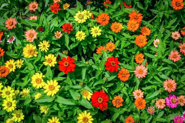  Zinnien (Zinnia), Allgäu, Bayern, Deutschland, Europa *** Zinnien Zinnia , Allgäu, Bavaria, Germany, Europe Copyright: imageBROKER/ManfredxBail iblabc09378122.jpg