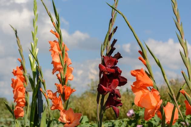 farbenprächtige Gladiolen in voller Blüte - Schnittblumen farbenprächtige Gladiolen in voller Blüte - Schnittblumen Copyright: xZoonar.com AlfredxHoferx 9886754