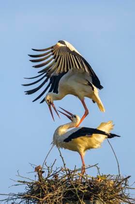 Weiß Storch (Ciconia ciconia), Paarung, Kopulation, Grifte, Hessen, Deutschland, Europa *** white Storch Ciconia Ciconia , Pairing, Copulation, Grifts, Hesse, Germany, Europe Copyright: imageBROKER MarcusxSiebert ibxmcs09374003.jpg
