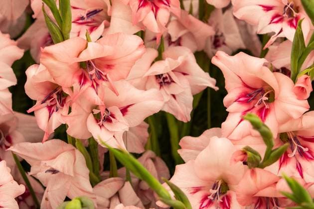 Gladiolus Gladiolus close-up and in full flower Copyright: xZoonar.com christopherxsmithx 18189353