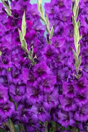Gladiolus Purple Gladiolus close-up and in full flower Copyright: xZoonar.com christopherxsmithx 18195192