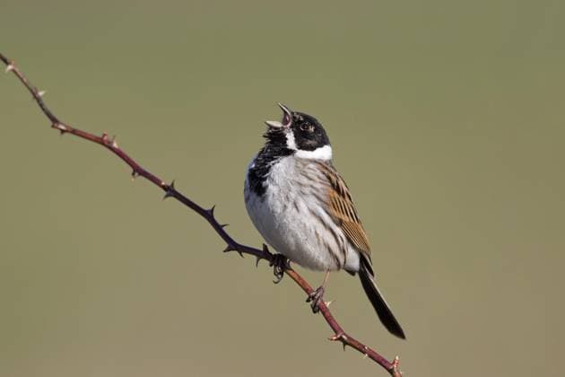 Rohrammer (Emberiza schoeniclus), Männchen auf einem Zweig sitzend und singend im Frühling *** Pipe bunting Emberiza schoeniclus , Male at a Branch sitting and singing at Spring Copyright: imageBROKER/alimdix/xArterra ibltsm09389502.jpg