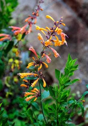Agastache aurantiaca plant, Sydney, Australia Agastache aurantiaca (aurantica) plant at a garden in Sydney, New South Wales, Australia. Sydney New South Wales Australia Copyright: xTaraxMalhotrax