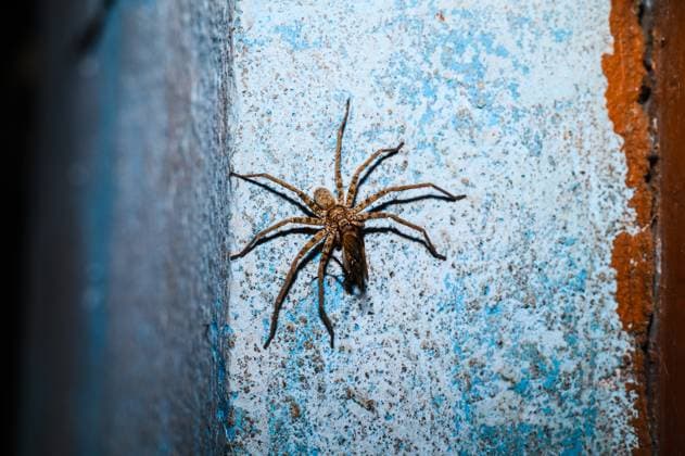 Animal India Huntsman spiders (Heteropoda venatoria) are a species of spider in the family Sparassidae. The spiders are known by this name because of their speed and mode of hunting. It is native to the tropical regions of the world. Its common names include giant crab spider or cane spider. A Huntsman spider hunted a house cricket insect at night in a house at Tehatta, West Bengal; India on 01 07 2023. Tehatta India  Copyright: xSoumyabrataxRoyx originalFilename: roy-notitle230701_npCs9.jpg