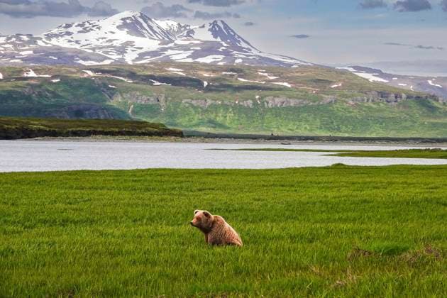 Creative Highlights World June 17, 2023, McNeil River, AK, United States of America: An adult brown bear forages on high-protein sedge grass at the remote McNeil River Wildlife Refuge, June 17, 2023 on the Katmai Peninsula, Alaska. The remote site is accessed only with a special permit and contains the worldÃ¢â‚¬â ¢s largest seasonal population of brown bears. McNeil River United States of America - ZUMAe02_ 20230617_zaf_e02_019 Copyright: xRichardxEllisx