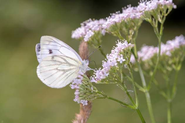 Rapsweißling - Pieris napi - auch Grünader-Weißling oder Hecken-Weißling genannt, auf einer Blüte der gemeinen Schafgarbe - Achillea millefolium Rape white butterfly - Pieris napi - also called green vein white butterfly or hedge white butterfly, on a flower of the common yarrow - Achillea millefolium