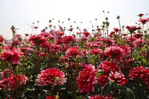 A green field with pink dahlia flowers on a sunny day *** einer Grün Feld mit Rosa Dahlie Blumen am einer sonnig Tag 18872643 RECORD DATE NOT STATED