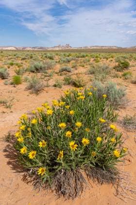 Creative Highlights World Rough Mule s Ears wildflowers blooming in the San Rafael Desert of Utah in spring. Behind is the San Rafael Reef. Hanksville San Rafael Desert Utah United States Copyright: xJonxG.xFullerx xVWPicsx 3611-JGF-plants-Rough Mule s Ears-US-UT