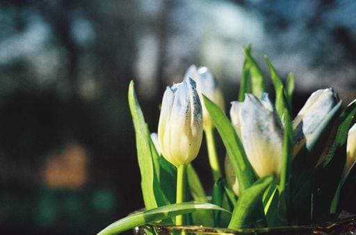 A close-up of blue and white garden tulips in a clear vase *** einer schließen Aufwärts des Blau und weiß Garten Tulpen ÊIn einer klar vase 20092225 RECORD DATE NOT STATED
