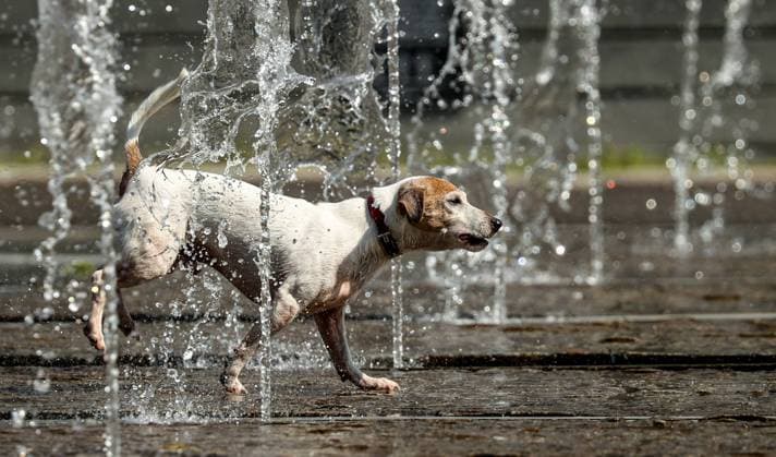 News Bilder des Tages RUSSIA, MOSCOW - JULY 4, 2023: A dog walks on a ground fountain in Muzeon Park. Mikhail Tereshchenko TASS  60243922