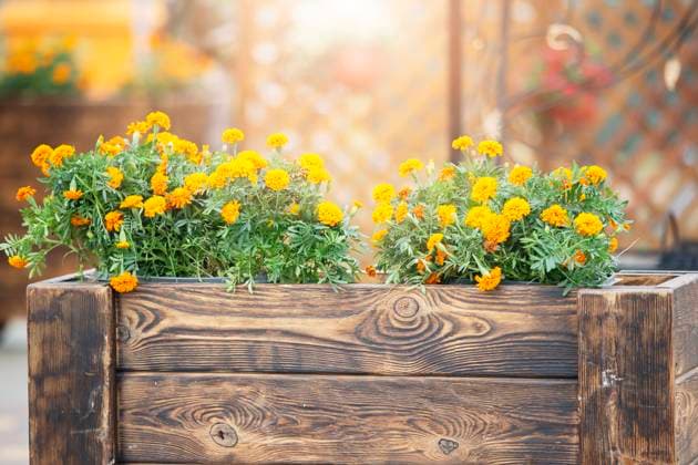 Orange marigolds in wooden boxes. City flowers. Orange marigolds in wooden boxes. City flowers. Copyright: xZoonar.com Svetlanax 19635006