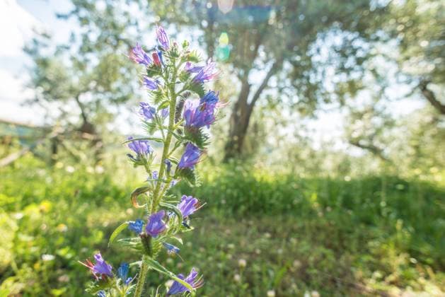 Ein Gewöhnlicher Natternkopf (Echium vulgare) blüht lila auf einer Wiese eines Olivenhains, Cecina, Toscana, Italien. EIne lila Blume auf einer Wiese mit Olivenbäumen *** A common vipers bugloss Echium vulgare blooms purple in a meadow of an olive grove, Cecina, Tuscany, Italy A purple flower in a meadow with olive trees