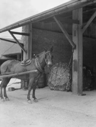 RECORD DATE NOT STATED Mule harnessed to a wagon, New Orleans, between 1920 and 1926. Creator: Arnold Genthe. Copyright:xHeritagexArt HeritagexImagesx IMAGO ,2955389 ! ACHTUNG: AUFNAHMEDATUM GESCHÄTZT!  Copyright:HeritagexArt HeritagexImagesx IMAGO