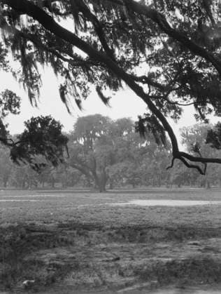 RECORD DATE NOT STATED Oak trees, New Orleans, between 1920 and 1926. Creator: Arnold Genthe. Copyright:xHeritagexArt HeritagexImagesx IMAGO ,2955390 ! ACHTUNG: AUFNAHMEDATUM GESCHÄTZT!  Copyright:HeritagexArt HeritagexImagesx IMAGO
