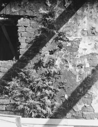 RECORD DATE NOT STATED Ferns growing in a wall, New Orleans or Charleston, South Carolina, between 1920 and 1926. Creator: Arnold Genthe. Copyright:xHeritagexArt HeritagexImagesx IMAGO ,2955394 ! ACHTUNG: AUFNAHMEDATUM GESCHÄTZT!  Copyright:HeritagexArt HeritagexImagesx IMAGO
