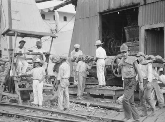 RECORD DATE NOT STATED Unloading bananas, New Orleans, between 1920 and 1926. Creator: Arnold Genthe. Copyright:xHeritagexArt HeritagexImagesx IMAGO ,2955398 ! ACHTUNG: AUFNAHMEDATUM GESCHÄTZT!  Copyright:HeritagexArt HeritagexImagesx IMAGO