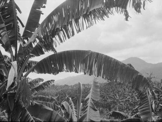 RECORD DATE NOT STATED Travel views of Cuba and Guatemala, between 1899 and 1926. Creator: Arnold Genthe. Copyright:x HeritagexImagesx IMAGO ,2957244 ! ACHTUNG: AUFNAHMEDATUM GESCHÄTZT!  Copyright: HeritagexImagesx IMAGO
