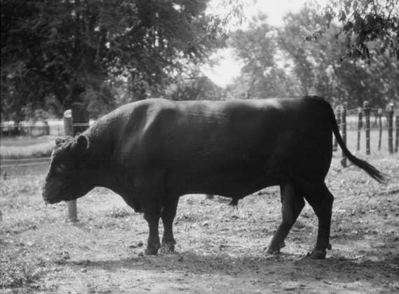 RECORD DATE NOT STATED Travel views of Cuba and Guatemala, between 1899 and 1926. Creator: Arnold Genthe. Copyright:x HeritagexImagesx IMAGO ,2957276 ! ACHTUNG: AUFNAHMEDATUM GESCHÄTZT!  Copyright: HeritagexImagesx IMAGO