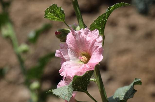 Natur 01.07.2023, Ostramondra, Bluete einer Gewoehnlichen Stockrose (Alcea rosea) *** Nature 01 07 2023, Ostramondra, blossom of a common hollyhock Alcea rosea