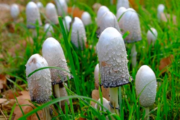 Tintlinge im Gras Kolonie von Schopf-Tintlingen mit schuppigen Hueten im feuchten Gras einer Wiese. Querformat. Colony of shaggy ink caps with scaly hats in the wet grass of a meadow. Horizontal format. Copyright: xZoonar.com BernhardxKuhx 11988269