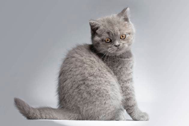 Beautiful blue British Shorthair kitten on a light gray background with a smart look. The kitten is beautiful with yellow eyes. Beautiful blue British Shorthair kitten on a light gray background with a smart look. The kitten is beautiful with yellow eyes. Copyright: xZoonar.com LazarenkaxSviatlanax 20151776
