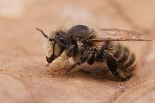 Creative Highlights World Detailed closeup on a male Coast leafcutter solitary mason bee , Megachile maritima with its typical thick hind tibia *** detailliert closeupe am einer männlich Küste leafcutter Alleinlage mason Biene , Megachile maritima mit seiner typische dicken Hindin Unterschenkelknochen 20149299 RECORD DATE NOT STATED