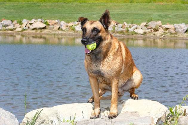 Mechelaar, Malinois, Belgischer Schaeferhund (Canis lupus f. familiaris), neun Jahre alter Ruede sitzt mit einem Ball im Maul an einem Teich, Vorderansicht, Deutschland, NRW Malinois (Canis lupus f. familiaris), nine-year-old male sitting by a pond with a ball in his mouth, front view, Germany, North Rhine-Westphalia BLWS690248