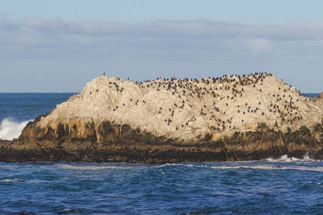 Creative Highlights World Pinselscharbe, Brandts Kormoran (Phalacrocorax penicillatus, Urile penicillatus), Brutkolonie auf einem Fels vor der Kueste, USA, Kalifornien, Pebble Beach, Monterey brandt s cormorant (Phalacrocorax penicillatus, Urile penicillatus), breeding colony on a rock off the coast, USA, California, Pebble Beach, Monterey BLWS688386 *** Brush Cormorant, Brandts Cormorant Phalacrocorax penicillatus, urils penicillatus , Breeding colony at a Rock before the Coast, USA, California, Pebble Beach, Monterey Brandt S Cormorant Phalacrocorax penicillatus, urils penicillatus , Breeding Colony ON a Rock off The coast, USA, California, Pebble Beach, Monterey BLWS688386 Copyright: xblickwinkel A.xHartlx