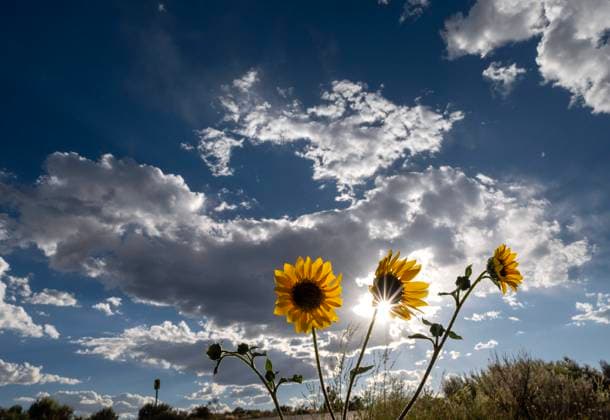 News Bilder des Tages July 8, 2023, Taos, New Mexico, USA: Wild sunflowers grow along a road as clouds blanket the sky near the Rio Grande Gorge in Northern New Mexico. The National Weather Service is predicting highs in the low 90Ã¢â‚¬â ¢s over the next few days for the area. Areas in central and southern New Mexico will see highs over 100 degrees. Taos USA - ZUMAl31_ 20230708_zaf_l31_004 Copyright: xRobinxLoznakx