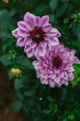 IMAGO Creative, Jahreszeit Herbst auf dem Land Two Purple Dahlia Flower Heads are covered in drops of rain United States, Virginia, Front Royal R_NRUH220906D-1038551-01