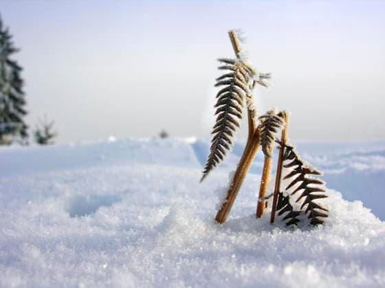 Creative Highlights World Farn mit Raureif überzogen, Schneelandschaft *** Fern with Hoarfrost overdrawn, Snow landscape Copyright: imageBROKER/ErichxGeduldig ibxege06860685.jpg
