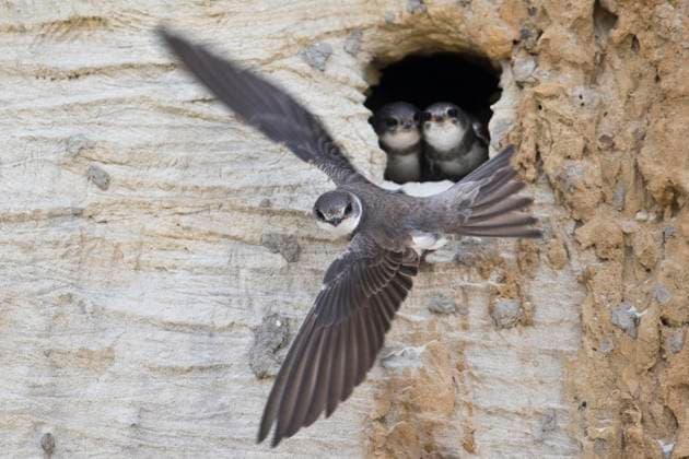  Uferschwalben (Riparia riparia), Emsland, Niedersachsen, Deutschland, Europa *** sand martins Riparia Riparia , Emsland, Lower Saxony, Germany, Europe Copyright: imageBROKER/ErhardxNerger ibxenh09409581.jpg