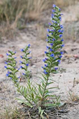 Natternkopf (Echium vulgare), Emsland, Niedersachsen, Deutschland, Europa *** Viper s Head Echium vulgare , Emsland, Lower Saxony, Germany, Europe Copyright: imageBROKER ErhardxNerger ibxenh09415415.jpg