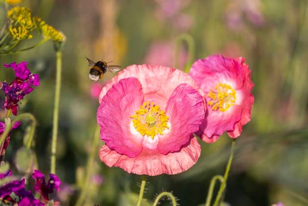 Mohnblüte mit Hummel. 25.06.2023: Filderstadt, Baden-Württemberg, Deutschland, Europa *** Poppy blossom with bumblebee 25 06 2023 Filderstadt, Baden Württemberg, Germany, Europe