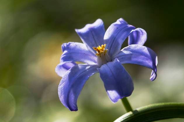 Schneeglanz, Schneestolz, Sternhyazinthe, Gewoehnliche Sternhyazinthe (Chionodoxa luciliae, Scilla luciliae, Chionodoxa luciliae), Bluete im Sonnenlicht, Niederlande, Friesland Glory-of-the-Snow, Glory of the Snow (Chionodoxa luciliae, Scilla luciliae, Chionodoxa luciliae), flower in sunlight, Netherlands, Frisia BLWS690767 *** Snowglow, Snow Pride, Star hyacinth, Usual Sternhyazinthe Chionodoxa luciliae, Scilla luciliae, Chionodoxa luciliae , Bluete at Sunlight, Netherlands, Friesland Glory of The Snow, Glory of The Snow Chionodoxa luciliae, Scilla luciliae, Chionodoxa luciliae , Flower in sunlight, Netherlands, Frisia BLWS690767 Copyright: xblickwinkel AGAMI W.xLeursx