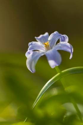 Schneeglanz, Schneestolz, Sternhyazinthe, Gewoehnliche Sternhyazinthe (Chionodoxa luciliae, Scilla luciliae, Chionodoxa luciliae), Bluete im Sonnenlicht, Niederlande, Friesland Glory-of-the-Snow, Glory of the Snow (Chionodoxa luciliae, Scilla luciliae, Chionodoxa luciliae), flower in sunlight, Netherlands, Frisia BLWS690768 *** Snowglow, Snow Pride, Star hyacinth, Usual Sternhyazinthe Chionodoxa luciliae, Scilla luciliae, Chionodoxa luciliae , Bluete at Sunlight, Netherlands, Friesland Glory of The Snow, Glory of The Snow Chionodoxa luciliae, Scilla luciliae, Chionodoxa luciliae , Flower in sunlight, Netherlands, Frisia BLWS690768 Copyright: xblickwinkel AGAMI W.xLeursx
