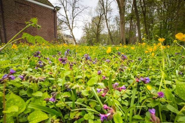 Echtes Lungenkraut, Geflecktes Lungenkraut (Pulmonaria officinalis), bluehend in einem Garten, Niederlande, Friesland Common lungwort (Pulmonaria officinalis), blooming in a garden, Netherlands, Frisia BLWS690788 *** Real Lungwort, Spotted Lungwort pulmonaria officinalis , blooming in a Garden, Netherlands, Friesland Common Byline pulmonaria officinalis , blooming in a garden, Netherlands, Frisia BLWS690788 Copyright: xblickwinkel AGAMI W.xLeursx