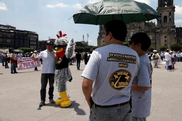 Third peaceful national march Animal welfare with science in Mexico City July 13, 2023, Mexico City, Mexico: Workers and businessmen in the fighting cock, bullfighting and hunting industry demand that the government of Mexico City and the Government of Mexico not promote laws that end their companies and sources of employment, during the third march called Animal welfare with science in the Zocalo in Mexico City. on July 13, 2023 in Mexico City, Mexico (Photo by Luis Barron Eyepix Group). Copyright: xLuisxBarronx xEyepixxGroupx LB_20230713_GALLOS14