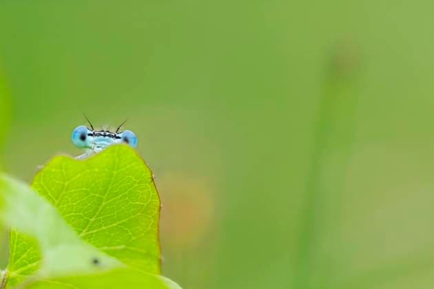 Blaue Federlibelle, Gemeine Federlibelle, Federlibelle, Feder-Libelle (Platycnemis pennipes), Maennchen schaut ueber eine Blatt, Niederlande, Drenthe white-legged damselfly (Platycnemis pennipes), male peering over a leaf, Netherlands, Drenthe BLWS690832 *** Blue Feather level, Common Feather level, Feather level, Spring Dragonfly Platycnemis pennipes , Men looks Via a Leaf, Netherlands, Drenthe White Legged Damselfly Platycnemis pennipes , Male peering Over a leaf, Netherlands, Drenthe BLWS690832 Copyright: xblickwinkel AGAMI W.xLeursx