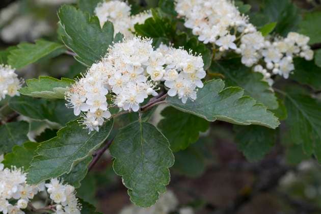 Schwedische Mehlbeere, Schwedische Mehl-Beere, Schwedische Vogelbeere, Mehlbeere, Oxalbeere (Sorbus intermedia), bluehender Zweig, Schweden Swedish whitebeam (Sorbus intermedia), blooming branch, Sweden BLWS690883 *** Swedish Flourberry, Swedish Flour Berry, Swedish Rowanberry, Flourberry, Oxalberry Sorbus Intermedia , bloomer Branch, Sweden Swedish Whitebeam Sorbus Intermedia , blooming branch, Sweden BLWS690883 Copyright: xblickwinkel F.xHeckerx