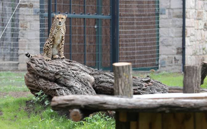 Bilder des Jahres 2023, News 07 Juli News Themen der Woche KW28 News Bilder des Tages Thueringer Zoopark Erfurt 14.07.2023, Erfurt, Thueringer Zoopark, Eroeffnung der Gepardenanlage (ehemals Giraffenanlage) im Bild: Gepardin Jala (5) *** Thueringer Zoopark Erfurt 14 07 2023, Erfurt, Thueringer Zoopark, opening of the cheetah enclosure formerly giraffe enclosure in the picture cheetah Jala 5