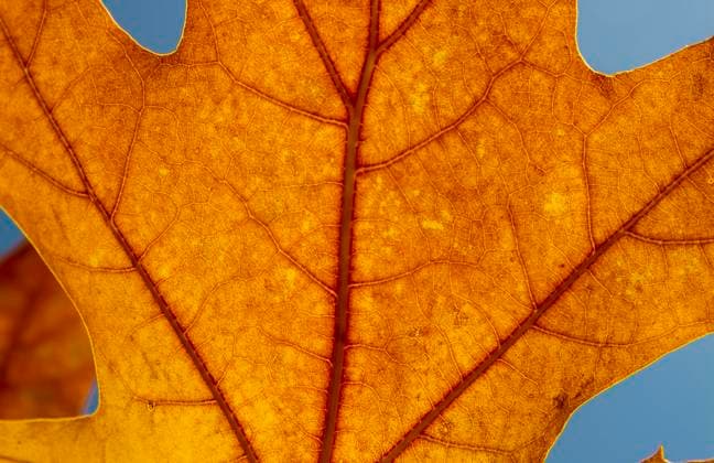 Red leaves of Northern red oak (Quercus rubra) in the autumn. Red oak fall foliage close up. Red leaves of Northern red oak (Quercus rubra) in the autumn. Red oak fall foliage close up. Copyright: xZoonar.com StefanxSutkax 17750292