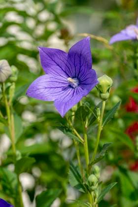 Chinese bellflower (Platycodon grandiflorus) flowering in the garden. Platycodon flowers. Close up. Detail. Chinese bellflower (Platycodon grandiflorus) flowering in the garden. Platycodon flowers. Close up. Detail. Copyright: xZoonar.com StefanxSutkax 17766988