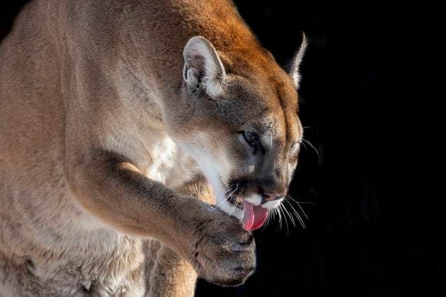 1A3A9770.jpg The cougar is native American animal known as catamount, mountain lion, painter, Copyright: xZoonar.com KARELxBOCKx 16820256