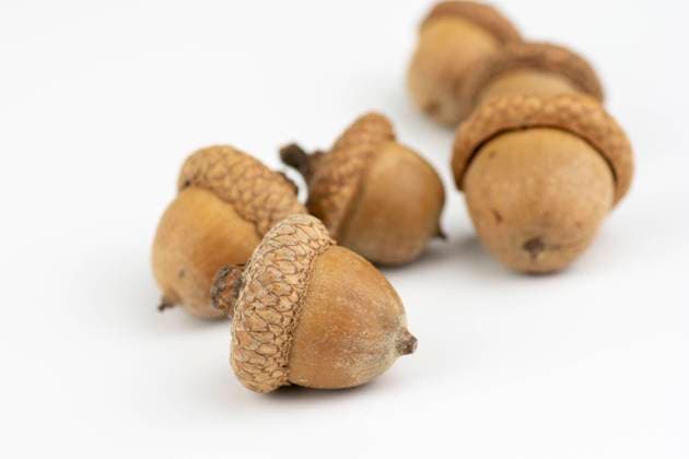 The northern red oak (Quercus rubra) acorns isolated on white background. The northern red oak (Quercus rubra) acorns isolated on white background. Copyright: xZoonar.com StefanxSutkax 19547126