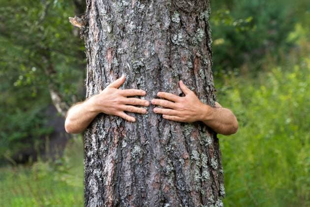 Norway - July 14, 2023: Man hugs a tree for love of nature. Tree trunk being hugged by hands. Forest bathing and forest therapy concept *** Mann umarmt einen Baum aus Liebe zur Natur. Baumstamm der von Händen umarmt wird. Waldbaden und Waldtherapie Konzept