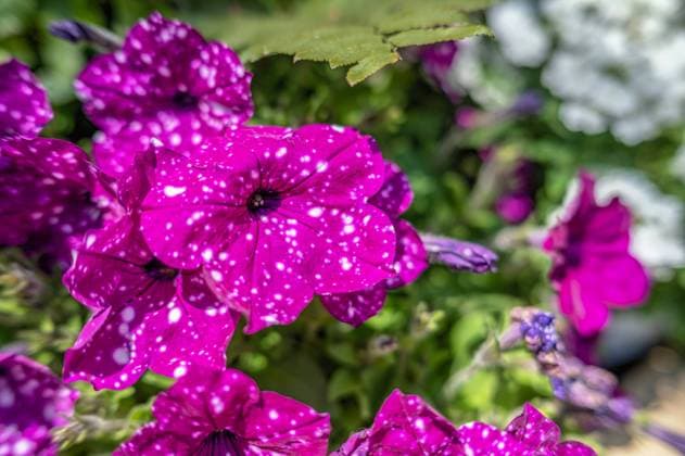 Purple spotted petunia flower Purple spotted petunia flower against the background of green leaves on a sunny spring day Copyright: xZoonar.com SergiixZarevx 20325016