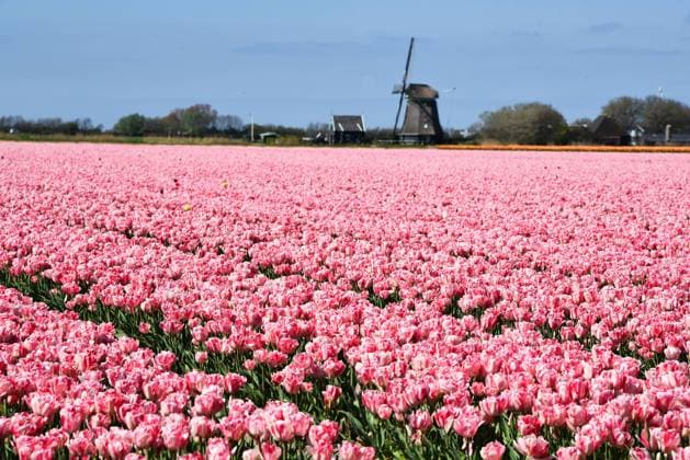 Breezand, Netherlands, May 2023. Typical dutch landscape; a mill and a flowering tulip field. Breezand, Netherlands, May 2023. Typical dutch landscape; a mill and a flowering tulip field. High quality photo Copyright: xZoonar.com BertxDexBoerx 20322634